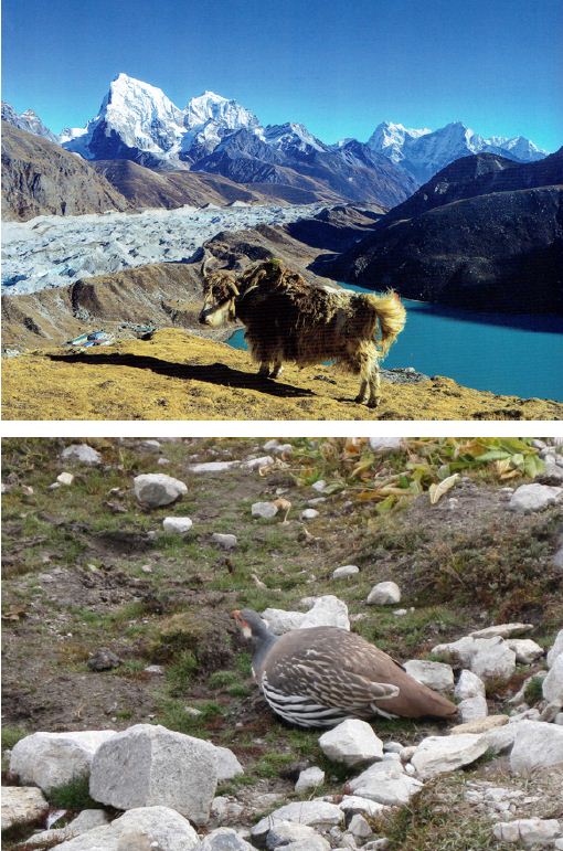 Saving Gokyo from itself