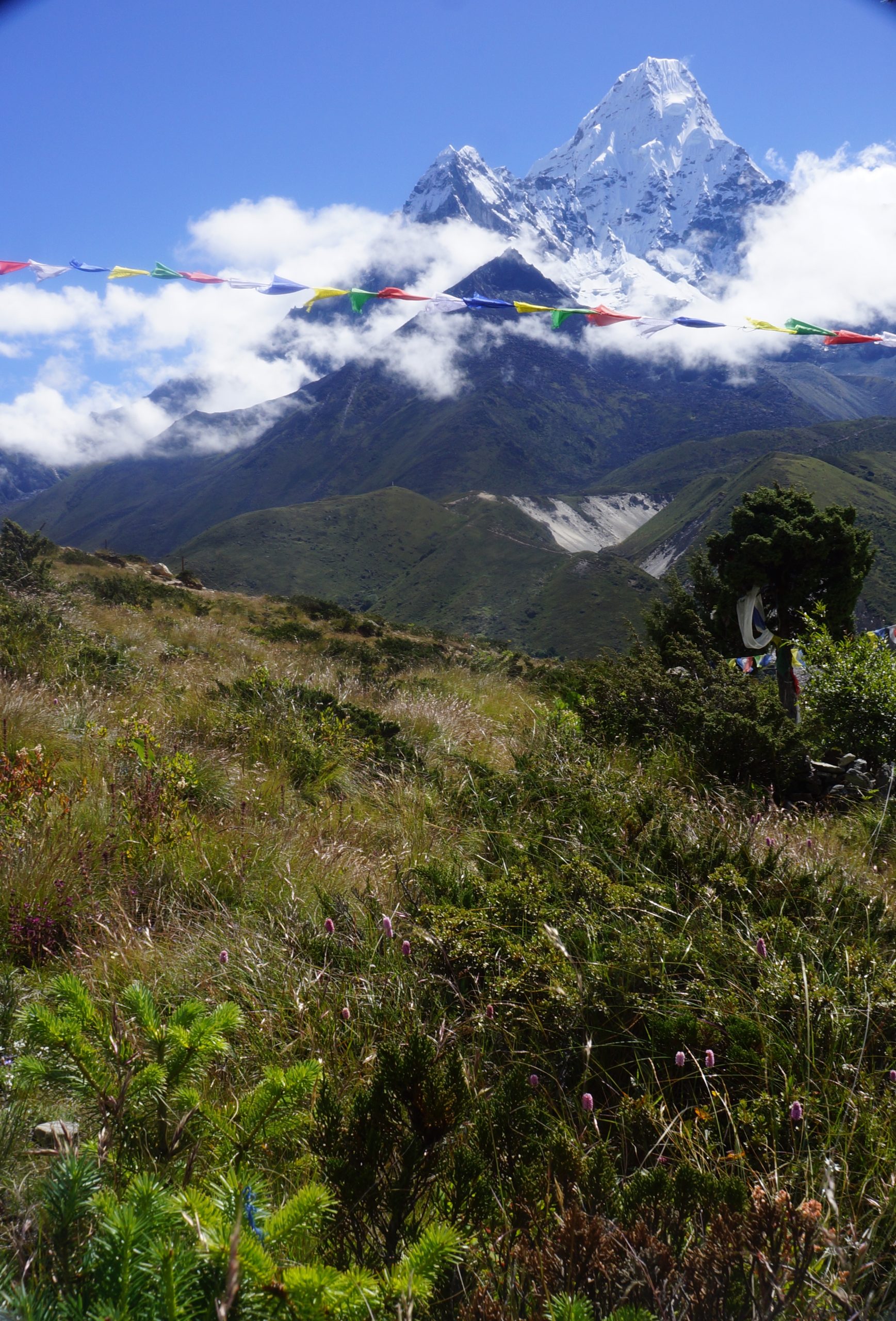 Phangboche Site After One Day One Tree Plantation
