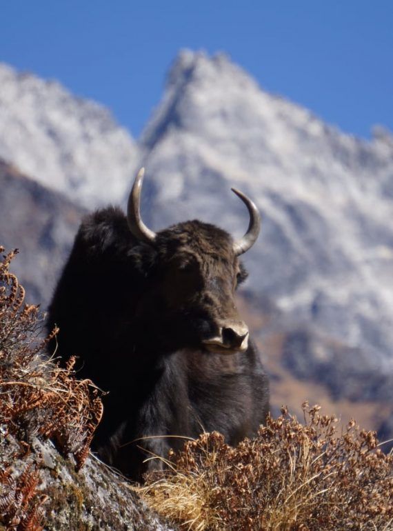 The Partners Nepal and Tenjin Eco-Treks launched the ONE DAY ONE TREE in Langtang Valley 2021
