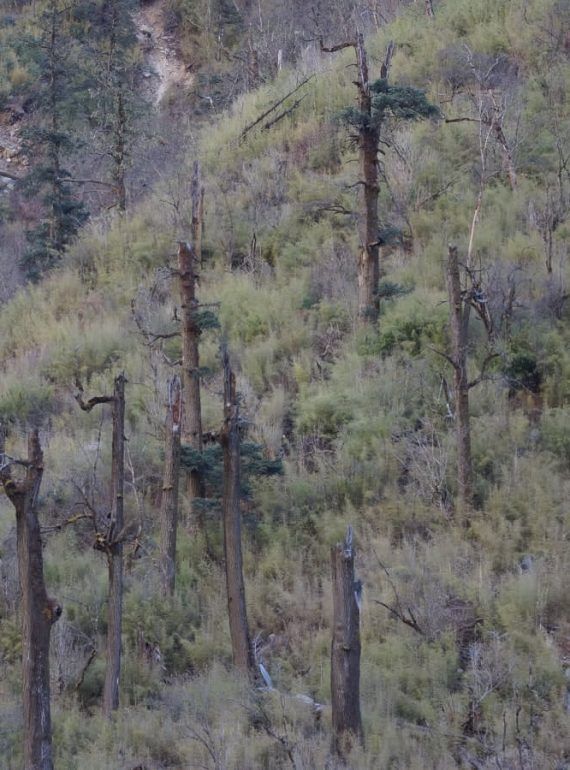 Short Glimpses of Forest Use in Langtang National Park and Buffer Zone